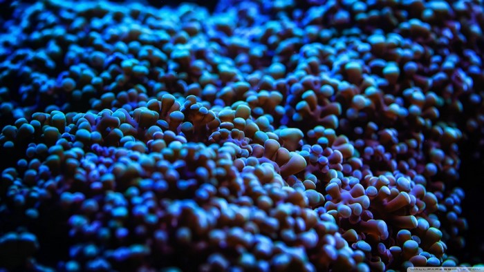 Close-up of blue and purple coral reef