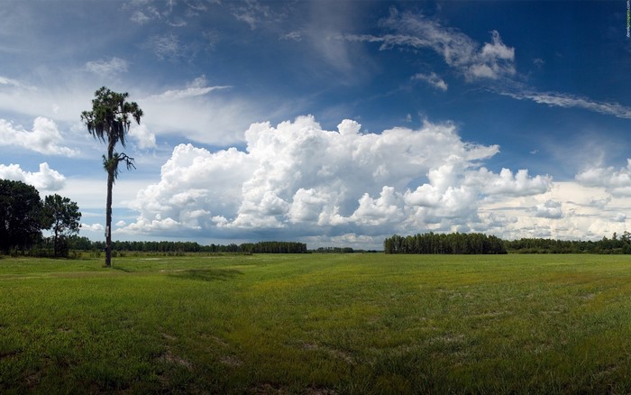 Panoramic view of a grassy field with a lone tree under a cloudy sky