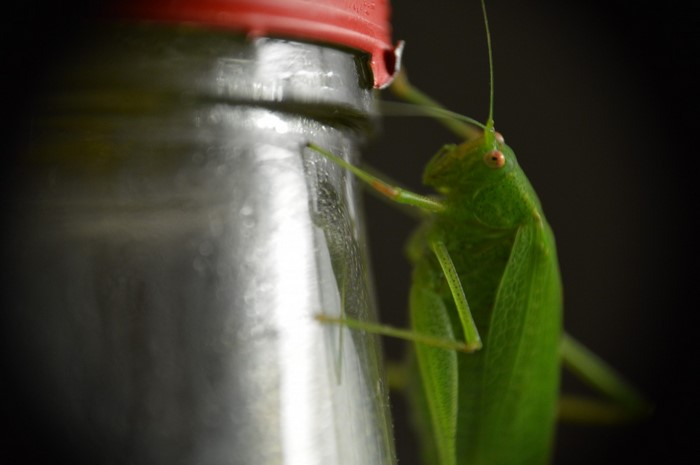 Green grasshopper on a glass jar with red lid