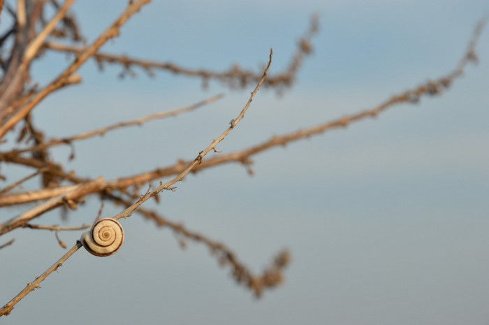 Snail on a dry branch against a blue sky