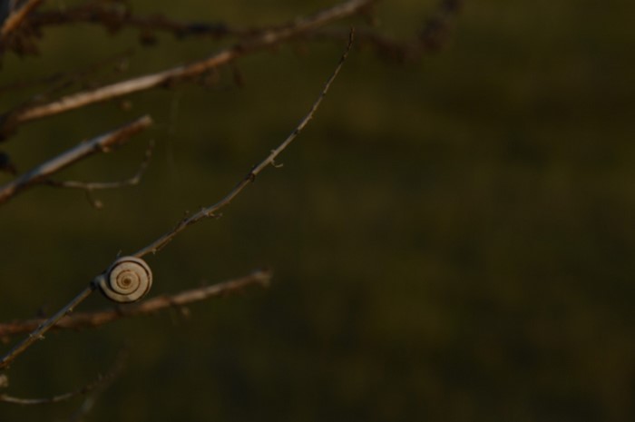 Snail on a branch with blurred background