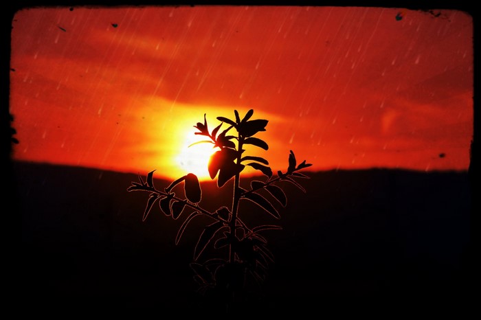 Silhouette of a plant against a vibrant sunset with rain