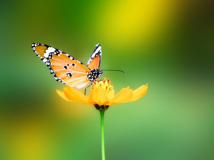 Orange butterfly on a yellow flower