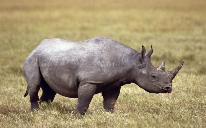 Black rhinoceros standing in a dry grassland