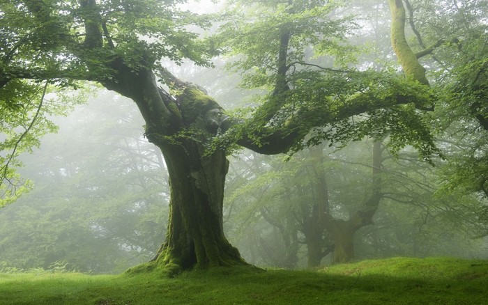 Misty forest with ancient moss-covered trees and green grass