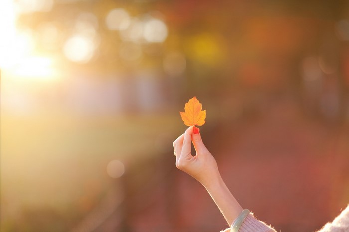 Hand holding an autumn leaf in sunlight