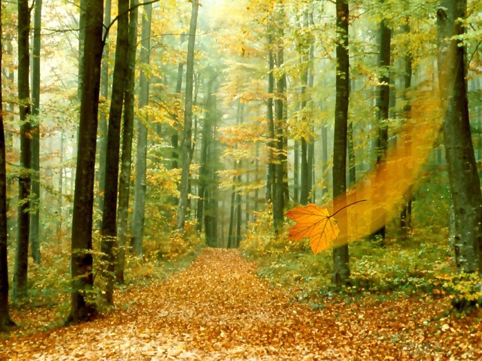 Autumn forest path with falling leaf