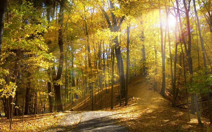 Sunlight filtering through autumn trees onto a path