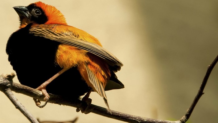 Red-headed bird perched on a branch