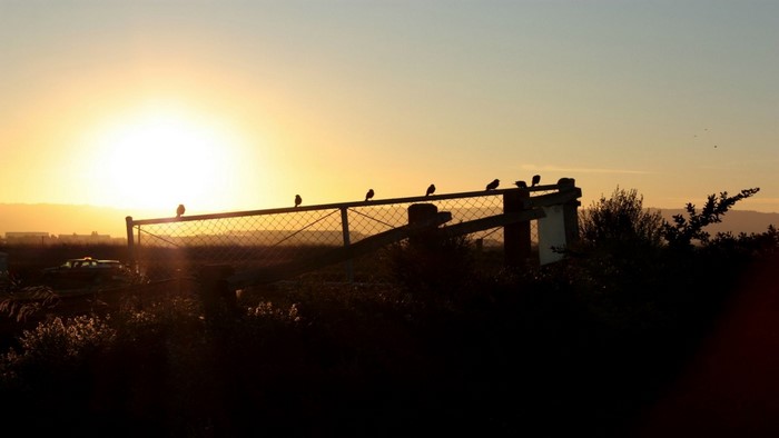 Birds silhouetted on a fence at sunset