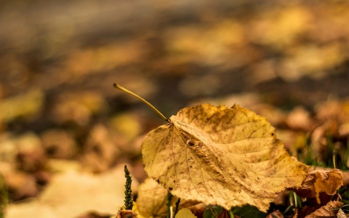 Close-up of a fallen yellow leaf in autumn