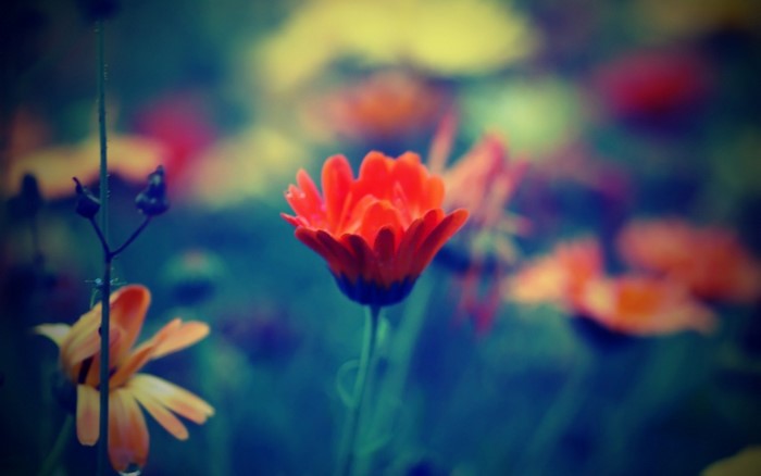 Close-up of orange and red flowers with shallow depth of field