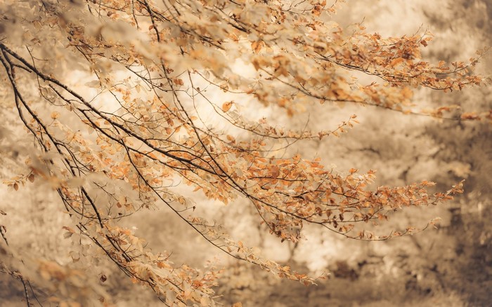 Autumn leaves on branches with soft background