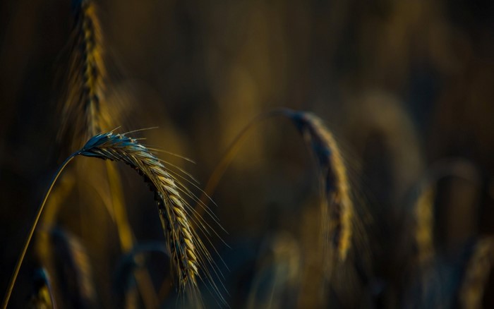 Close-up of a wheat stalk in a field at sunset