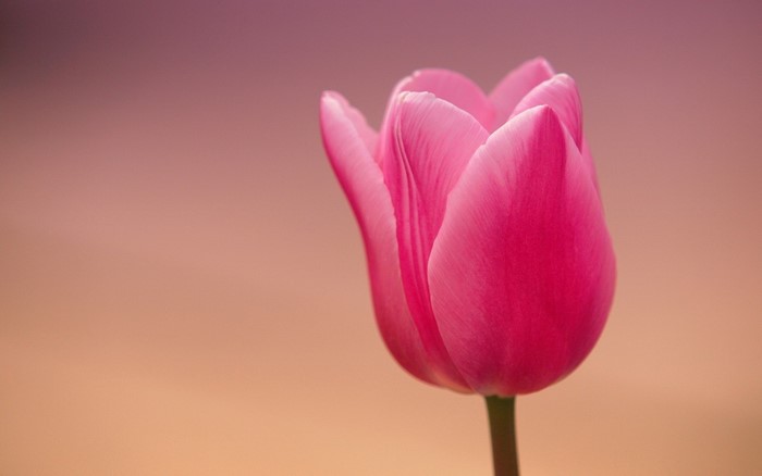 Close-up of a pink tulip with a soft gradient background