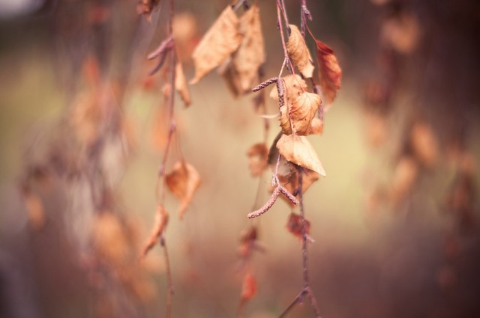 Autumn leaves on branches with shallow depth of field