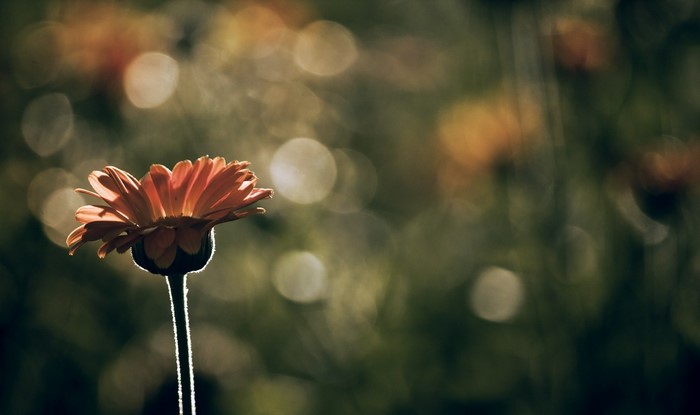 Orange flower with bokeh background