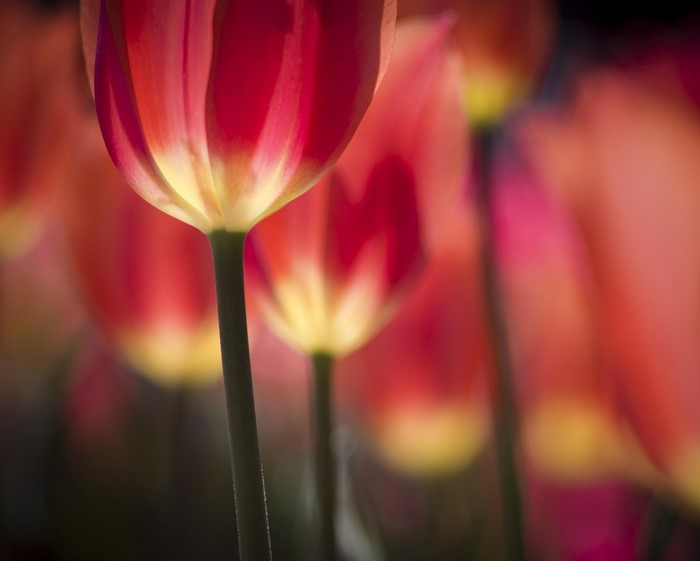 Close-up of red tulips with sunlight
