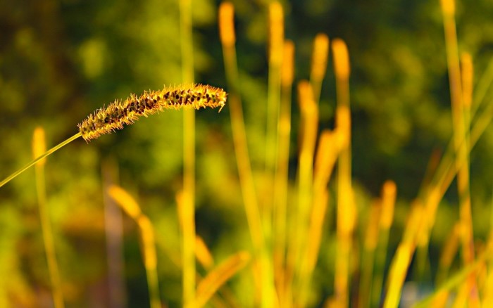 Close-up of a grass spikelet in sunlight