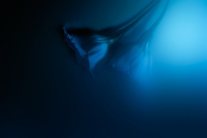 Blue flower underwater