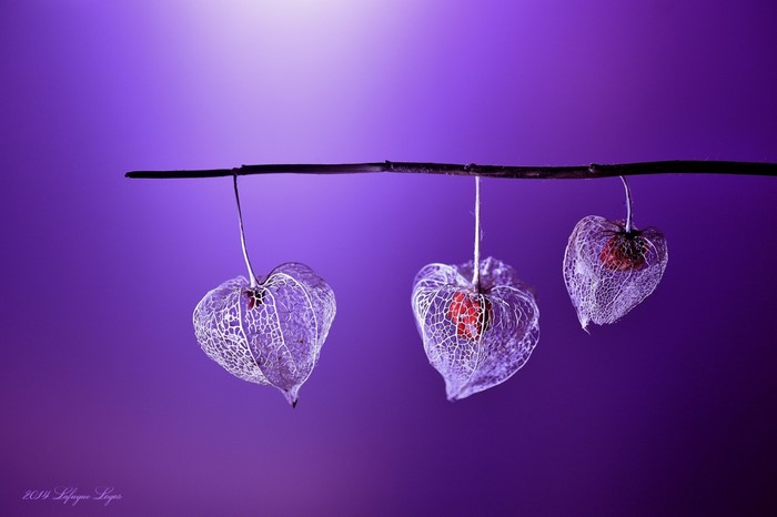 Three Chinese Lanterns hanging from a branch