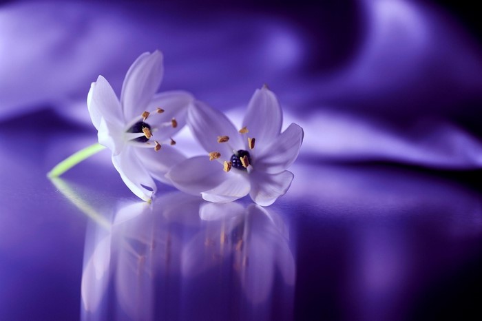 Close-up of white flowers with purple background