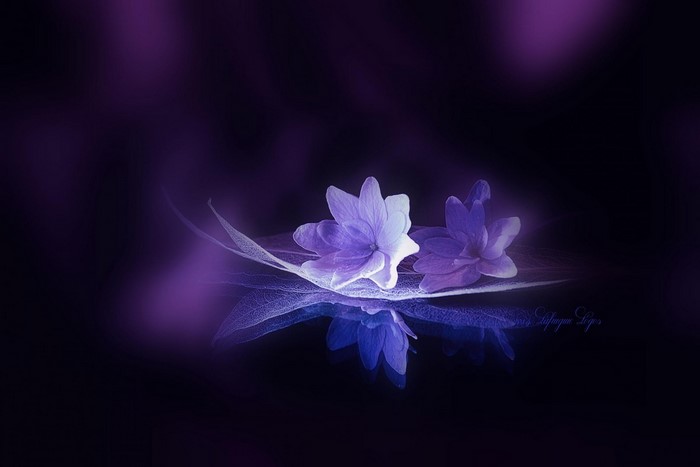 Purple flowers on a leaf with reflection