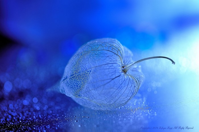 Blue Chinese lantern with water droplets and bokeh