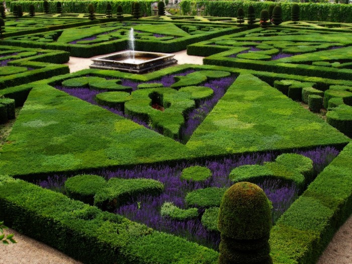 Formal French garden with geometric hedges and lavender