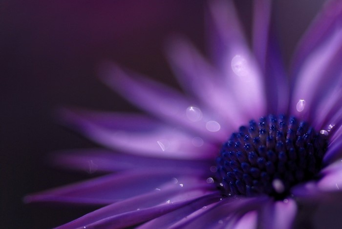 Close-up of a purple daisy with water droplets