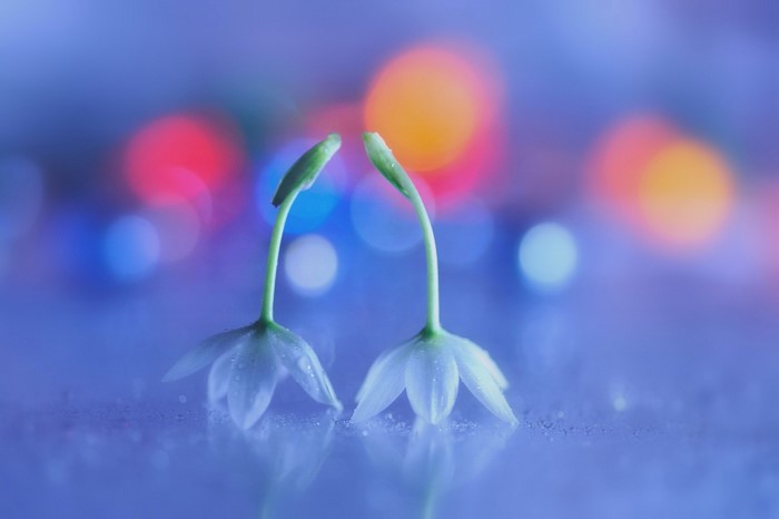 Two delicate white flowers with green stems and bokeh lights