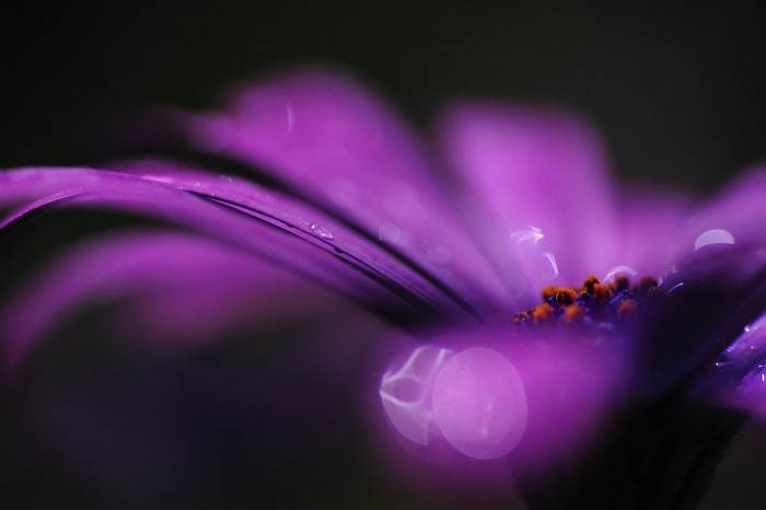 Close-up of a purple flower with water droplets