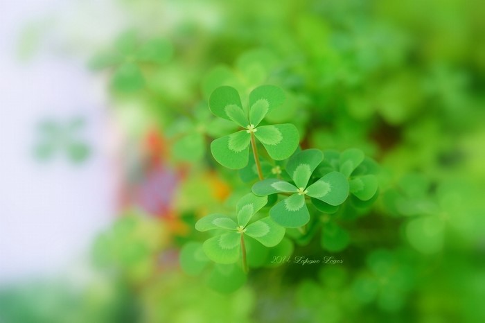 Close-up of four-leaf clovers with bokeh background
