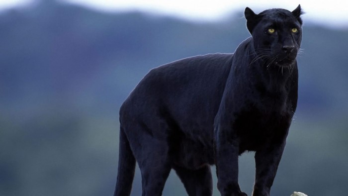 Majestic Black Panther in Natural Habitat