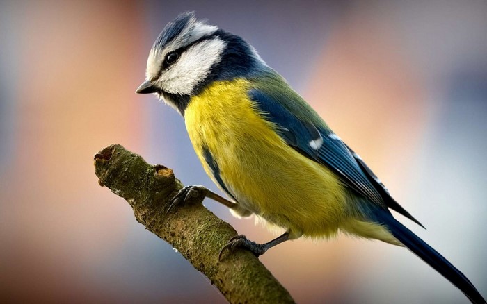 Colorful Titmouse Perched on Branch