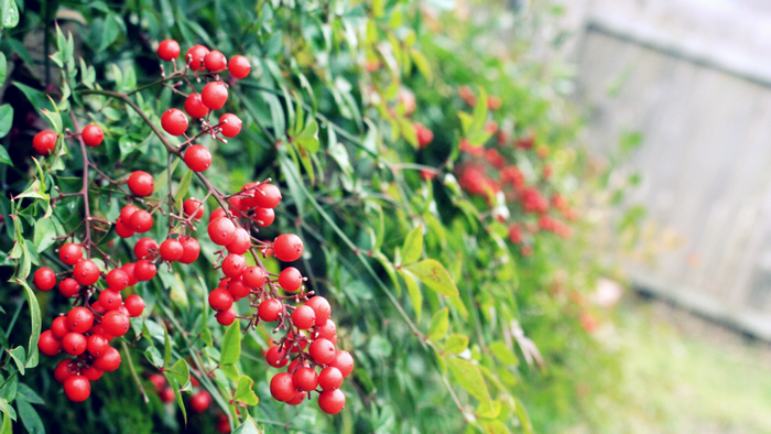 Red berries on a green plant with shallow depth of field