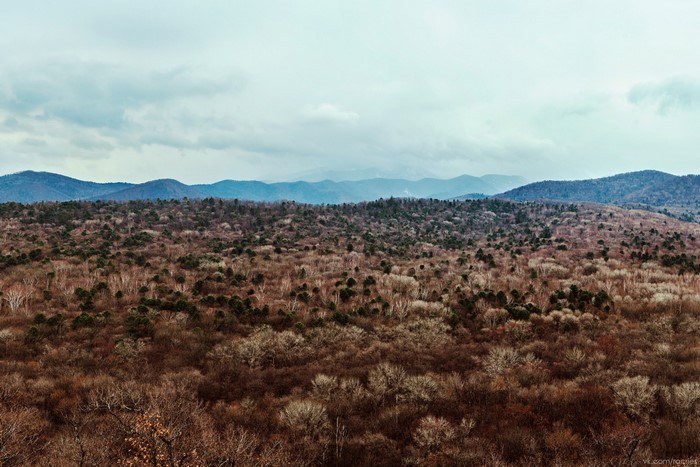 Forest landscape with rolling hills and mountains under a cloudy sky
