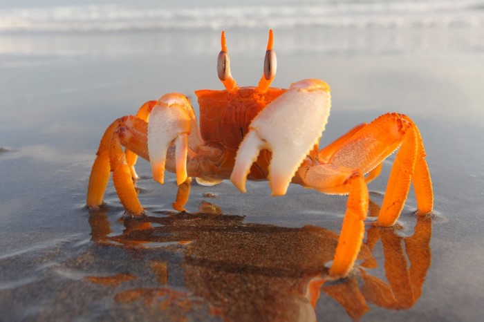 Orange crab on a sandy beach with ocean waves