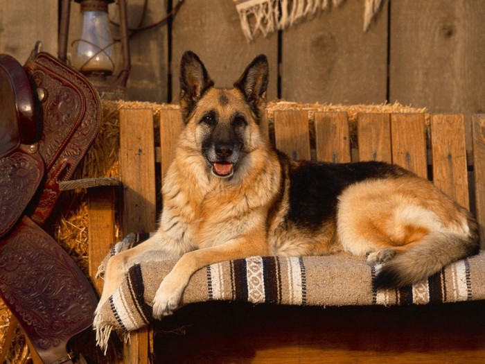 German Shepherd dog resting on a bench with saddle and lantern