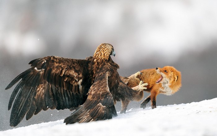 Golden Eagle Fighting with Fox in Snow