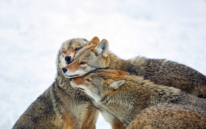 Three coyotes huddled together in the snow