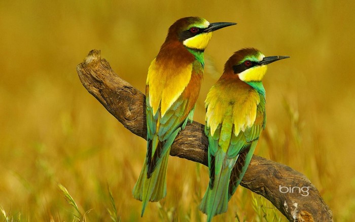 Vibrant Pair of Colorful Bee Eaters on Branch