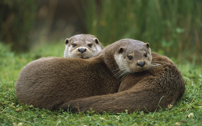 Two otters cuddling on grass