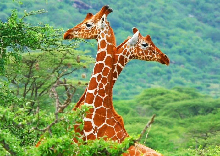 Two giraffes eating leaves from a tree in a savanna