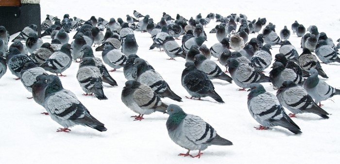 A large flock of pigeons gathered on the snow