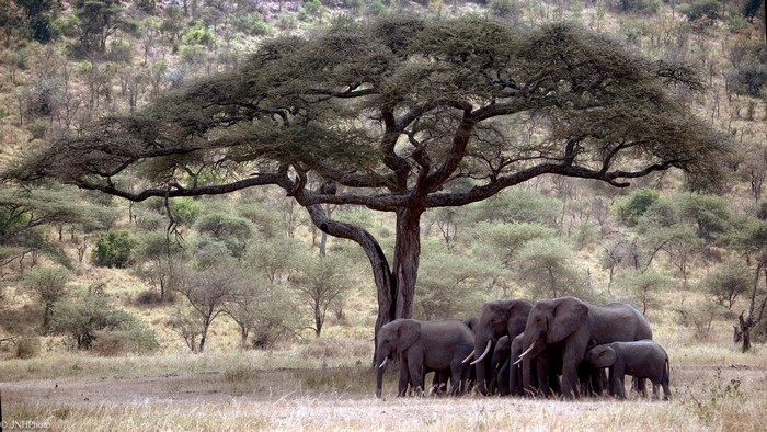 Elephants Gathering Under Large Savannah Tree