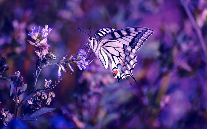 Butterfly on purple flowers