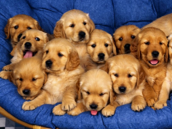 Adorable Golden Retriever Puppies on Blue Cushion