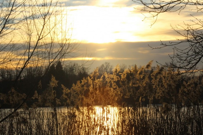 Sunset over a lake with reeds and trees