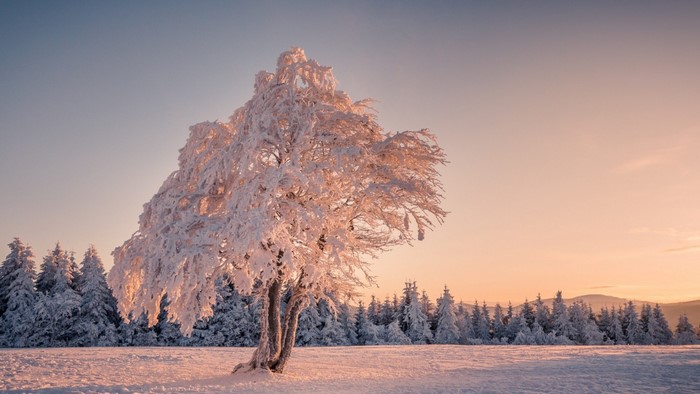 Snow-covered tree at sunrise in a winter landscape